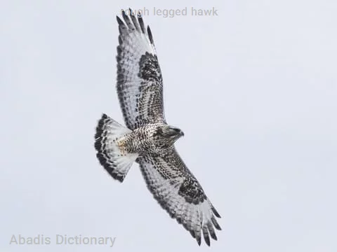 rough legged hawk